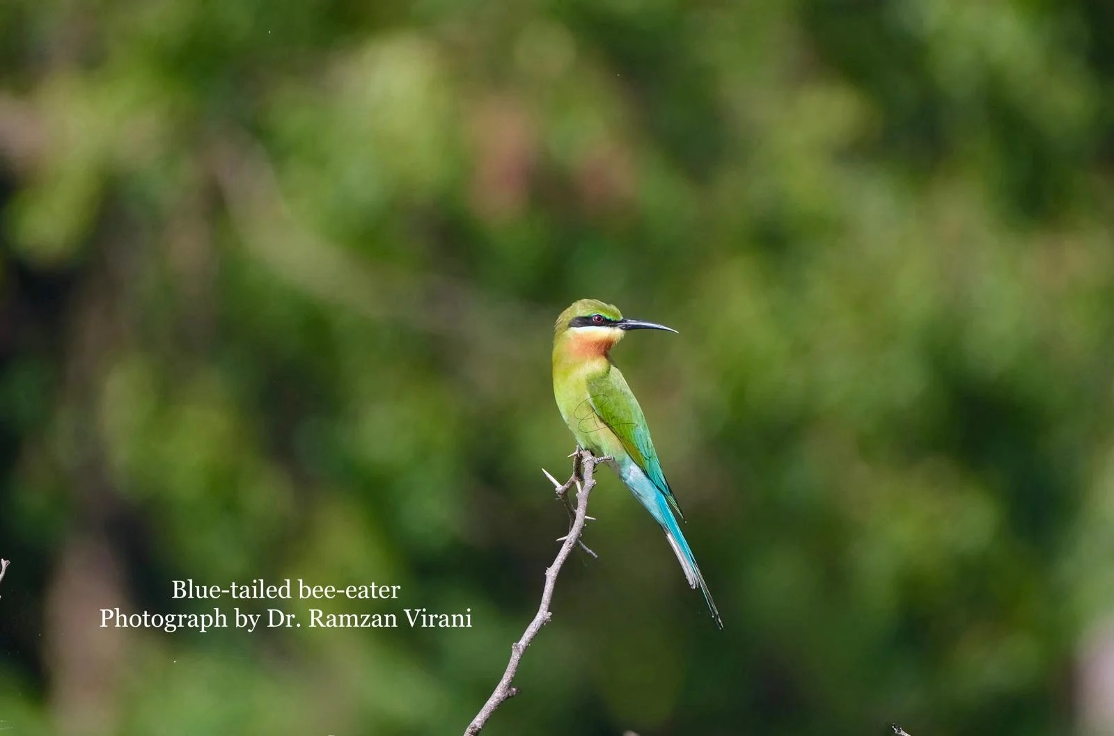Tipeshwar Safari & Nature Trails