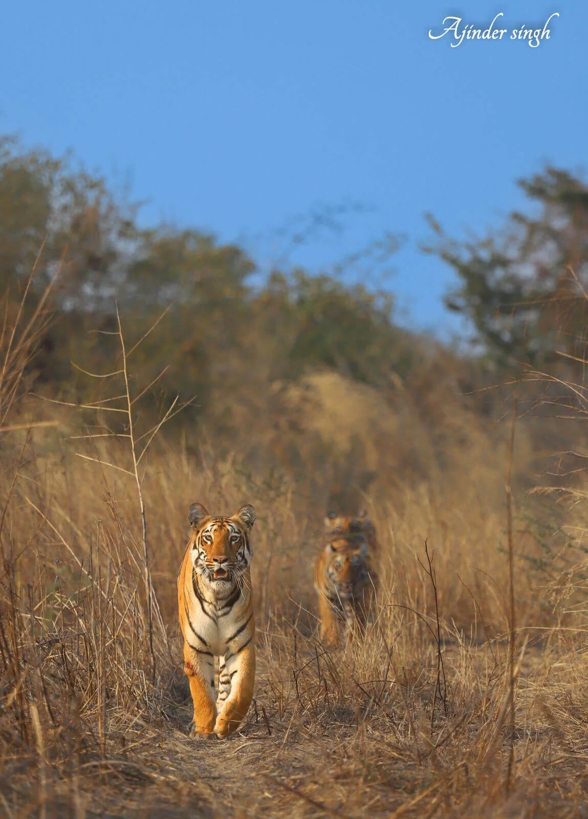 Tipeshwar Wildlife