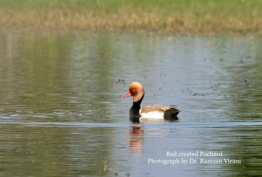 Tipeshwar Wildlife