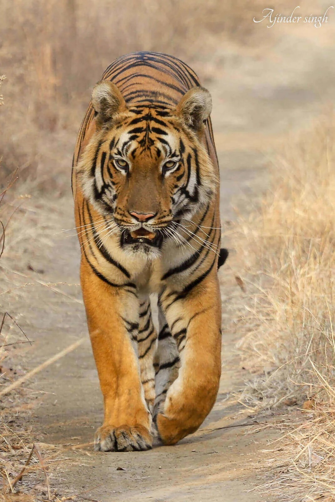 Safari and Wildlife