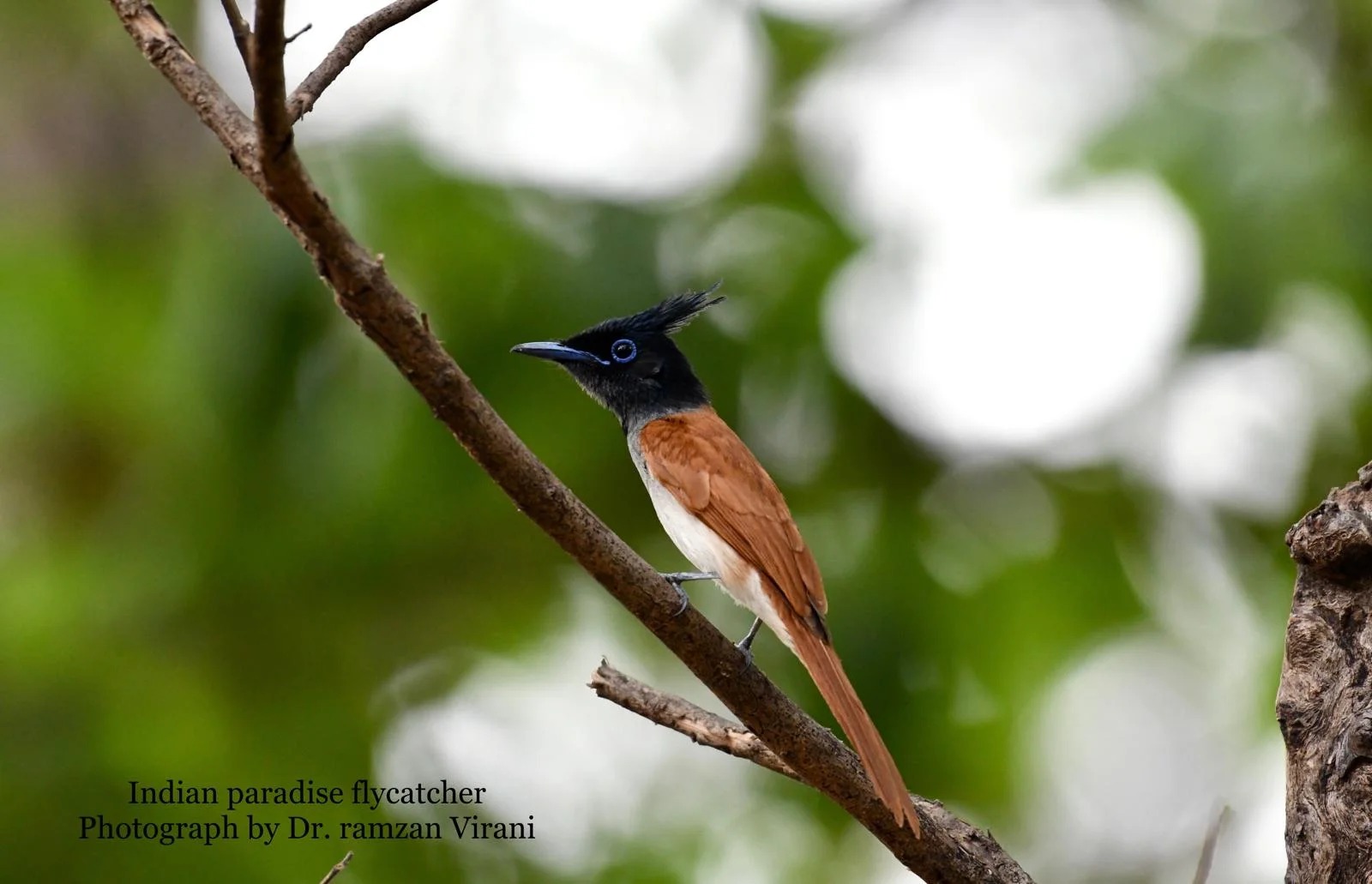 Tipeshwar Wildlife