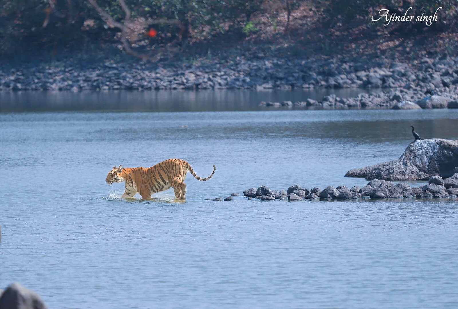 Tipeshwar Wildlife