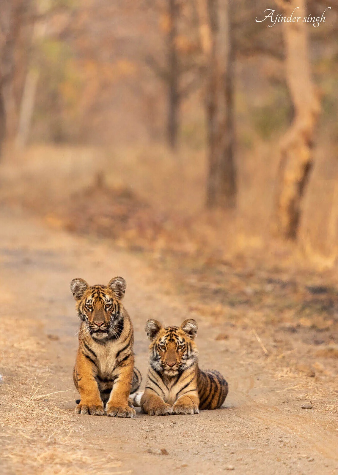 Tipeshwar Wildlife