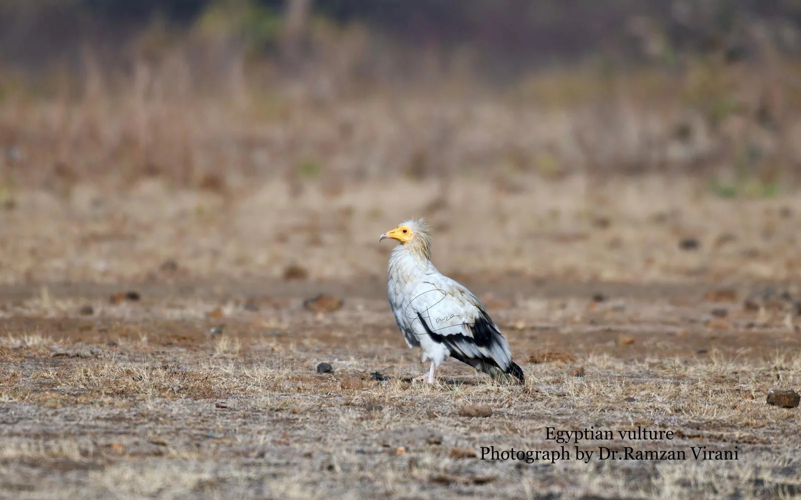 Tipeshwar Wildlife