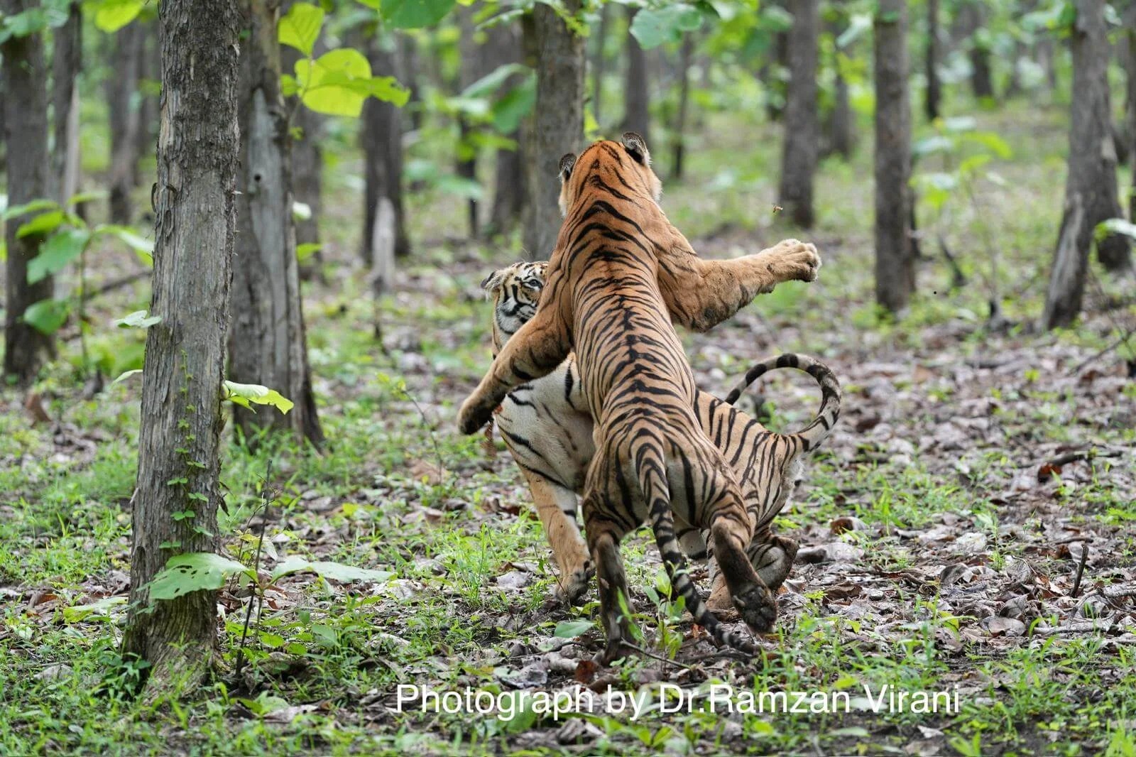 Tipeshwar Wildlife