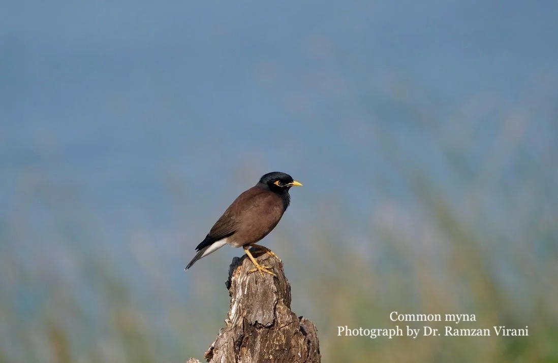 Tipeshwar Wildlife