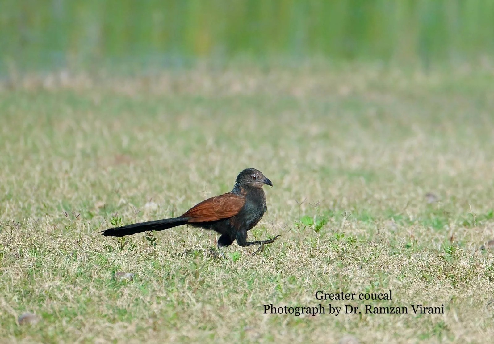 Tipeshwar Wildlife