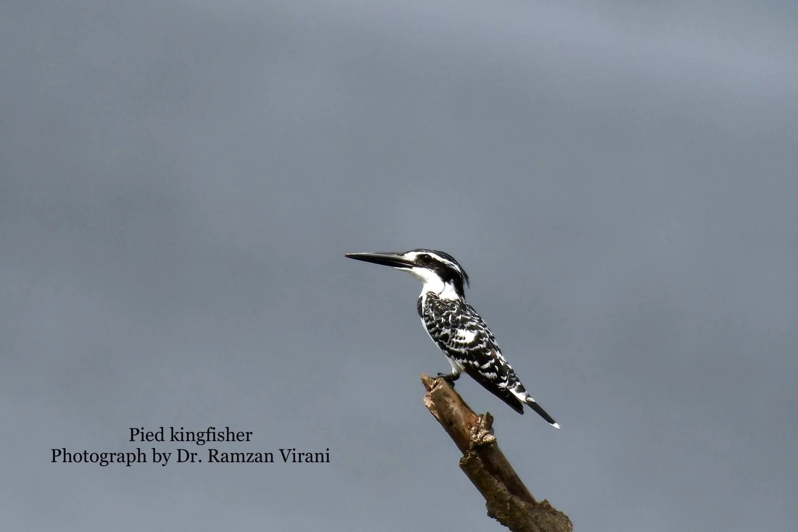 Tipeshwar Wildlife