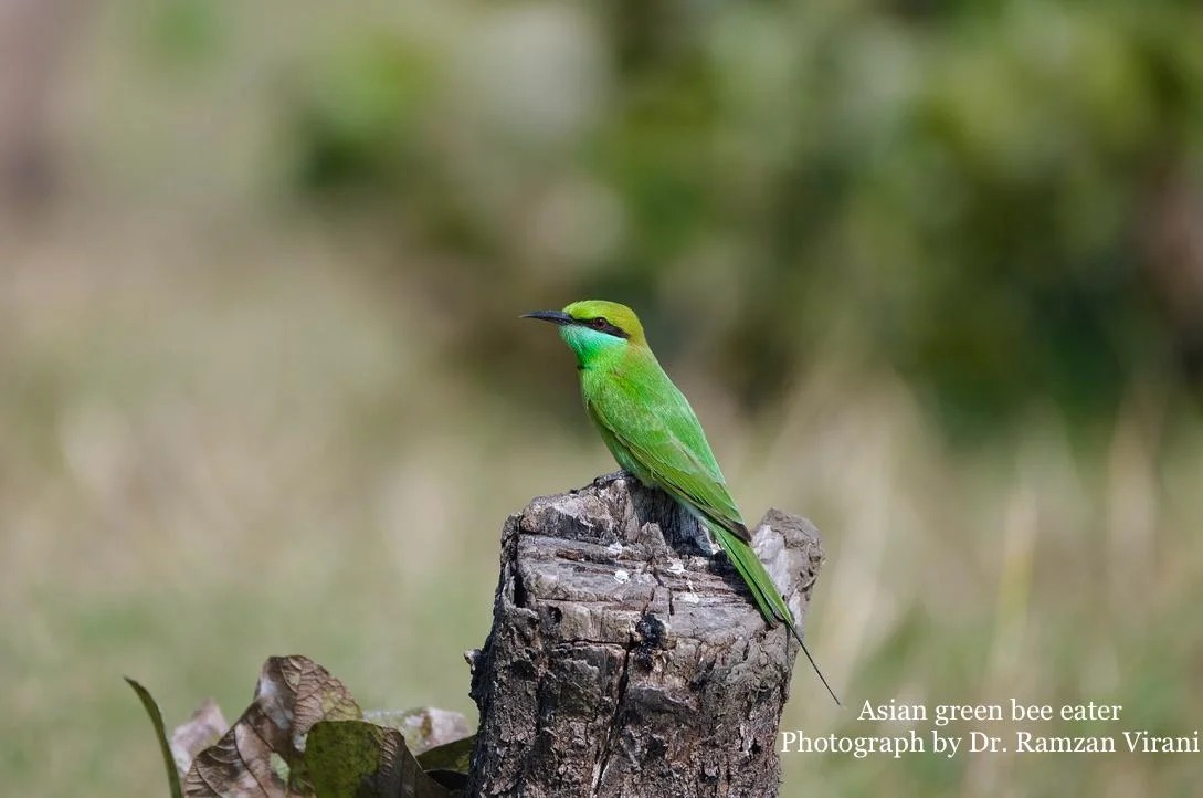 Tipeshwar Wildlife