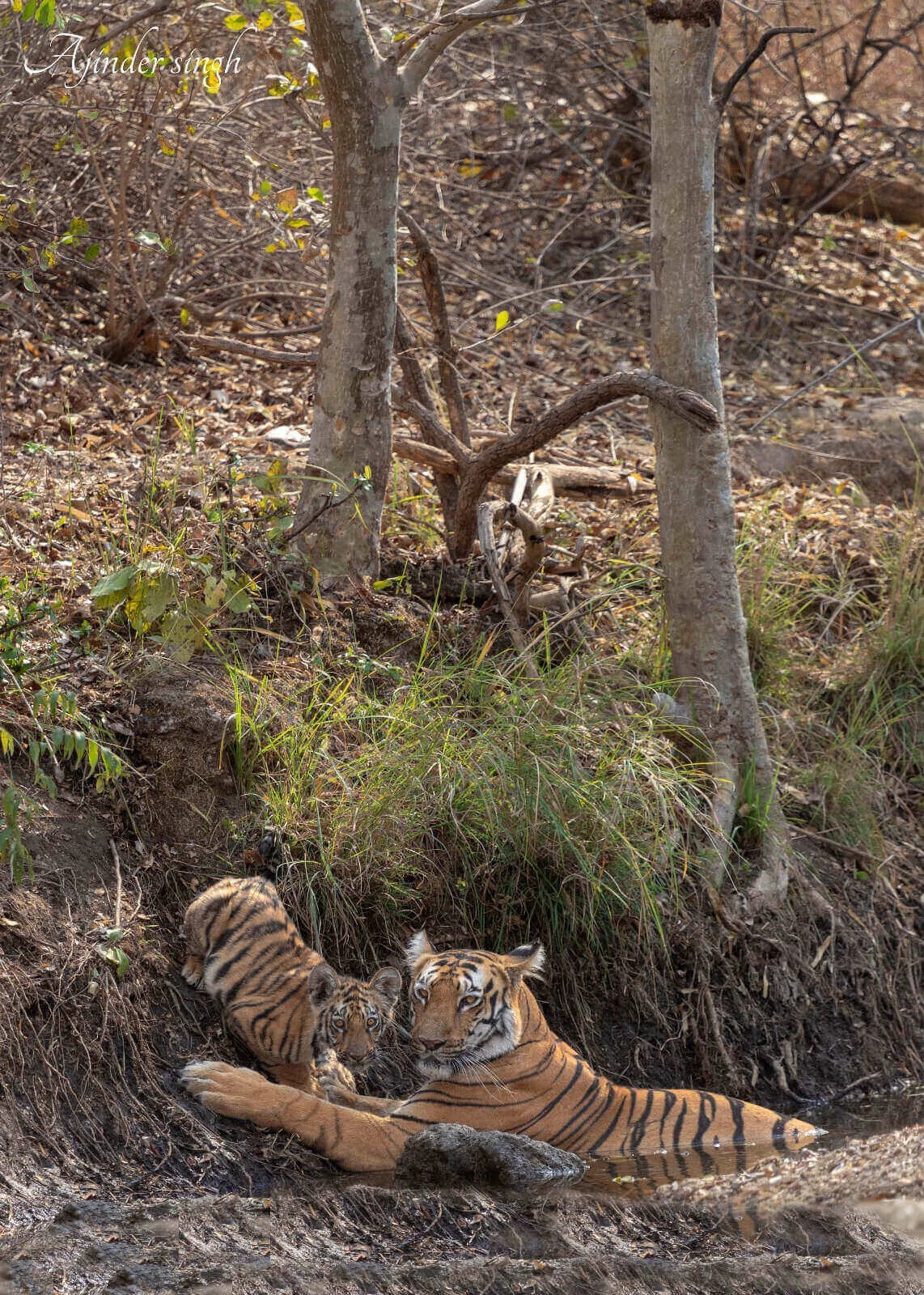 Tipeshwar Wildlife