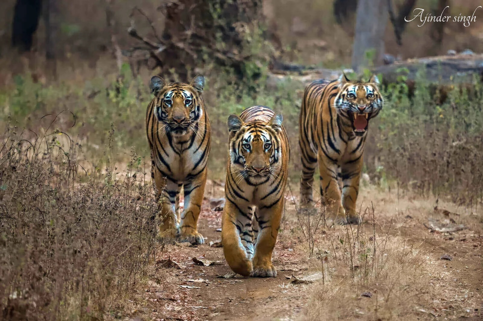 Tipeshwar Wildlife