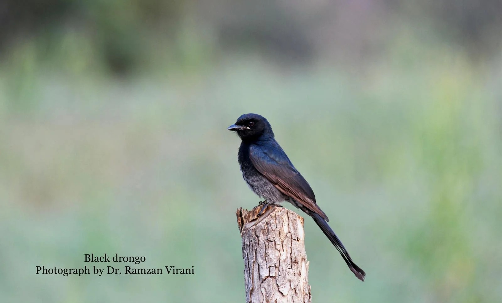 Tipeshwar Wildlife