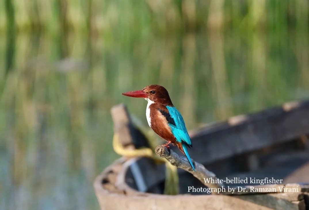 Tipeshwar Wildlife