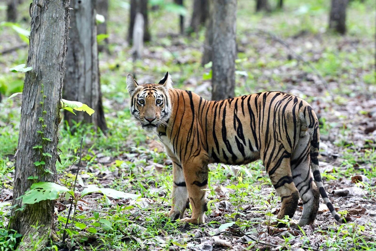 Tipeshwar Wildlife