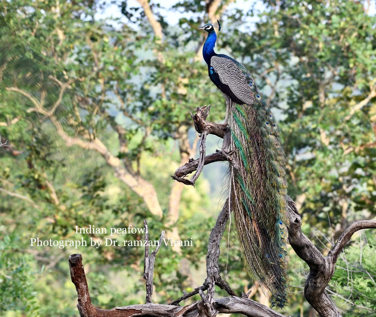 Tipeshwar Wildlife
