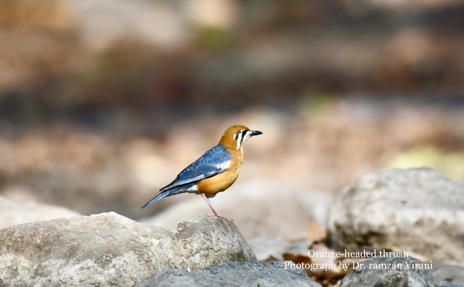 Tipeshwar Wildlife