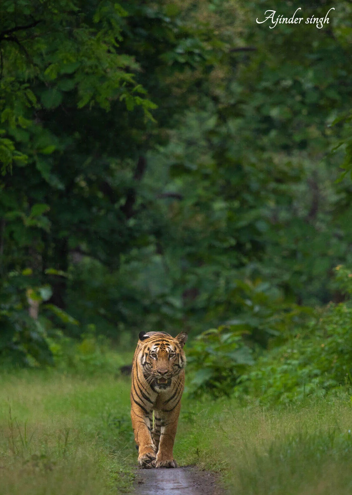 Tipeshwar Wildlife