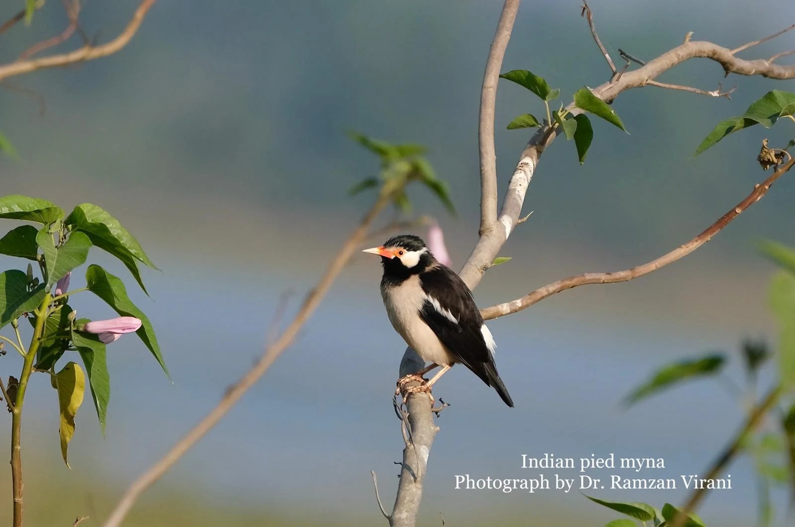 Tipeshwar Wildlife