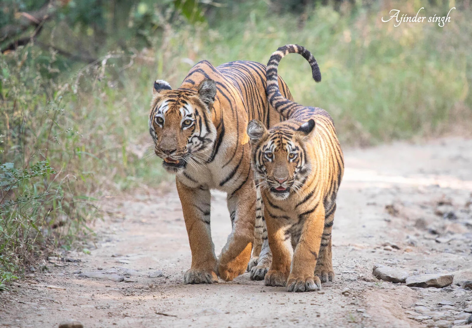 Tipeshwar Wildlife