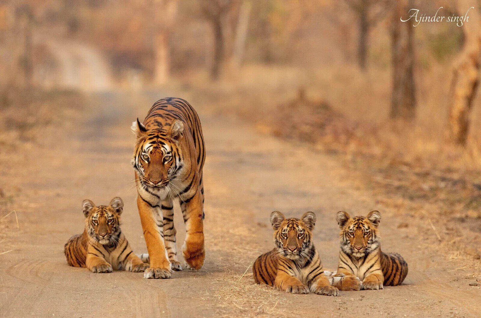 Tipeshwar Wildlife