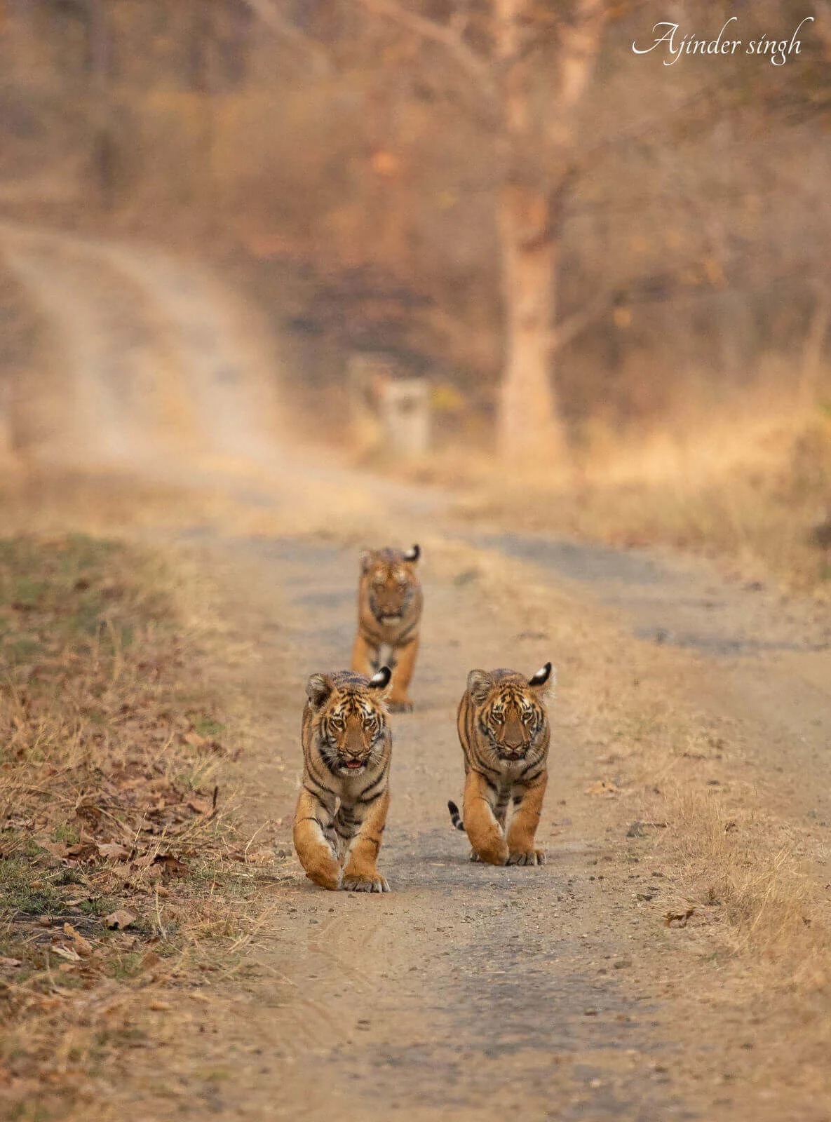 Tipeshwar Wildlife